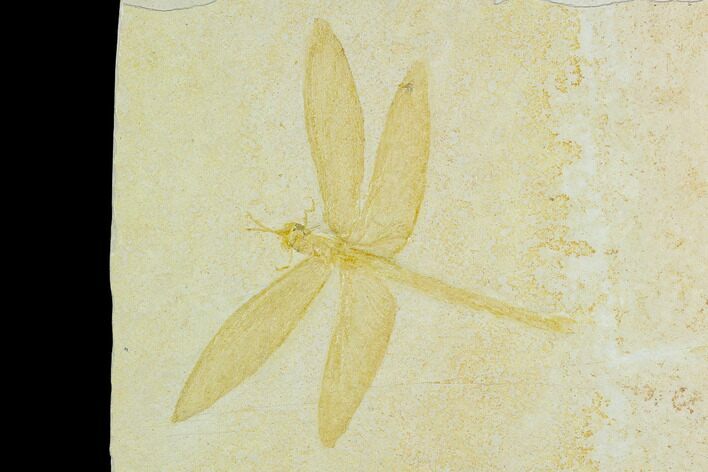 Fossil Dragonfly (Mesuropetala) - Solnhofen Limestone #129243